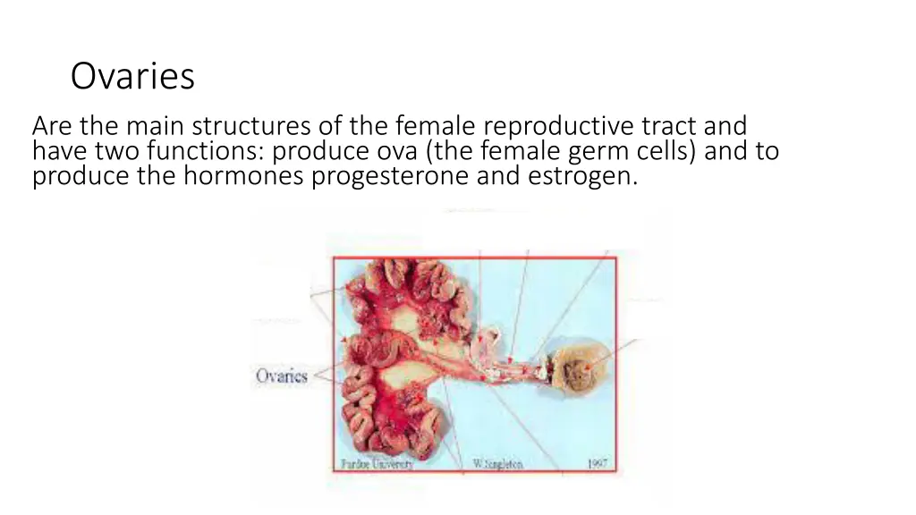 ovaries are the main structures of the female