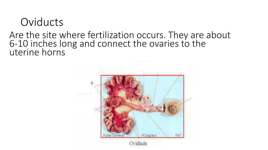 oviducts are the site where fertilization occurs