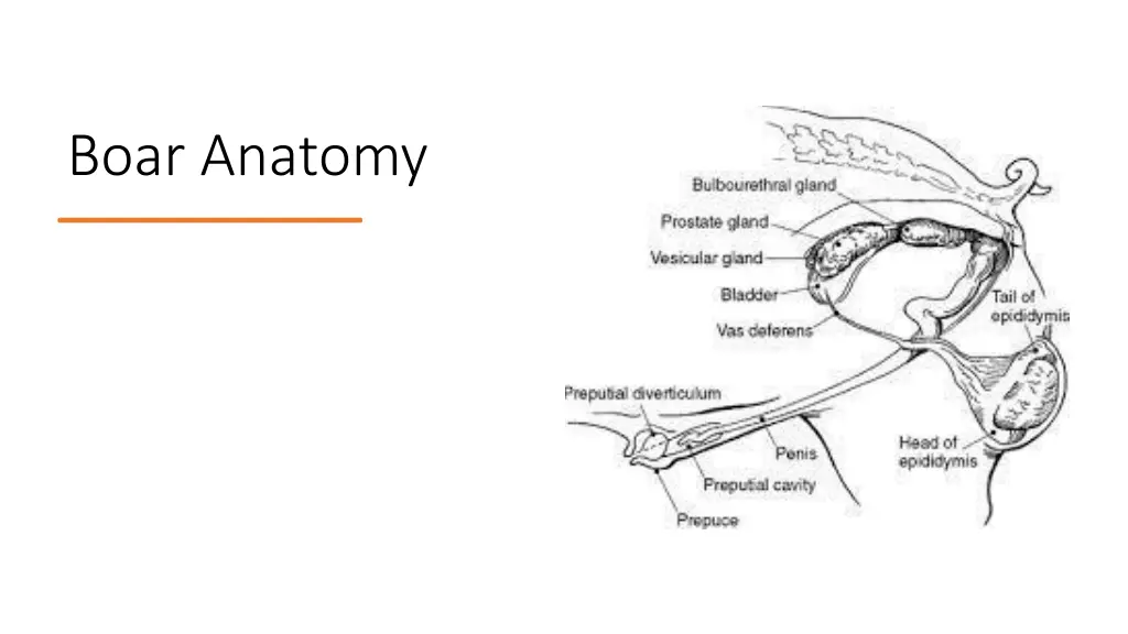 reproductive physiology and endocrinology