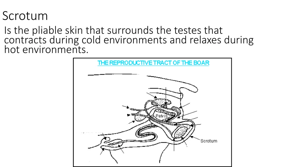 scrotum is the pliable skin that surrounds