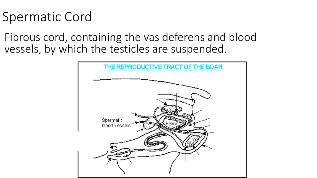 spermatic cord
