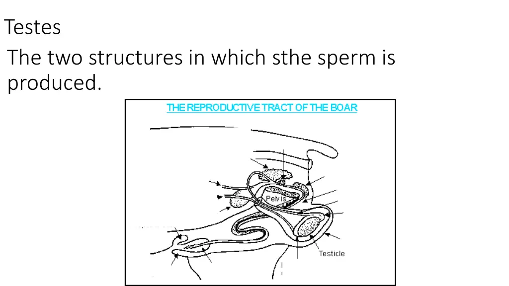 testes the two structures in which sthe sperm
