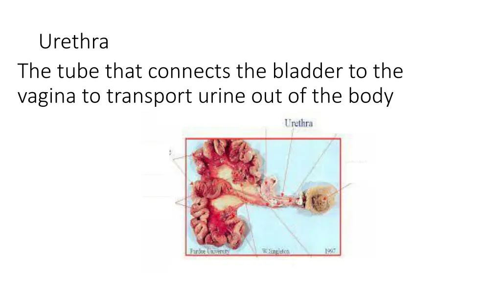 urethra the tube that connects the bladder