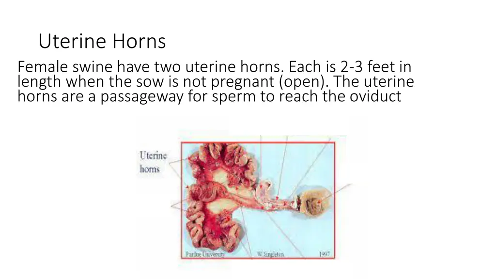 uterine horns female swine have two uterine horns