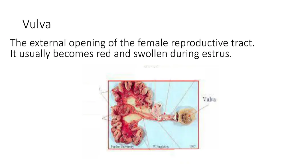 vulva