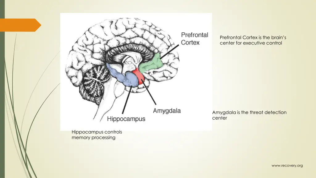 prefrontal cortex is the brain s center