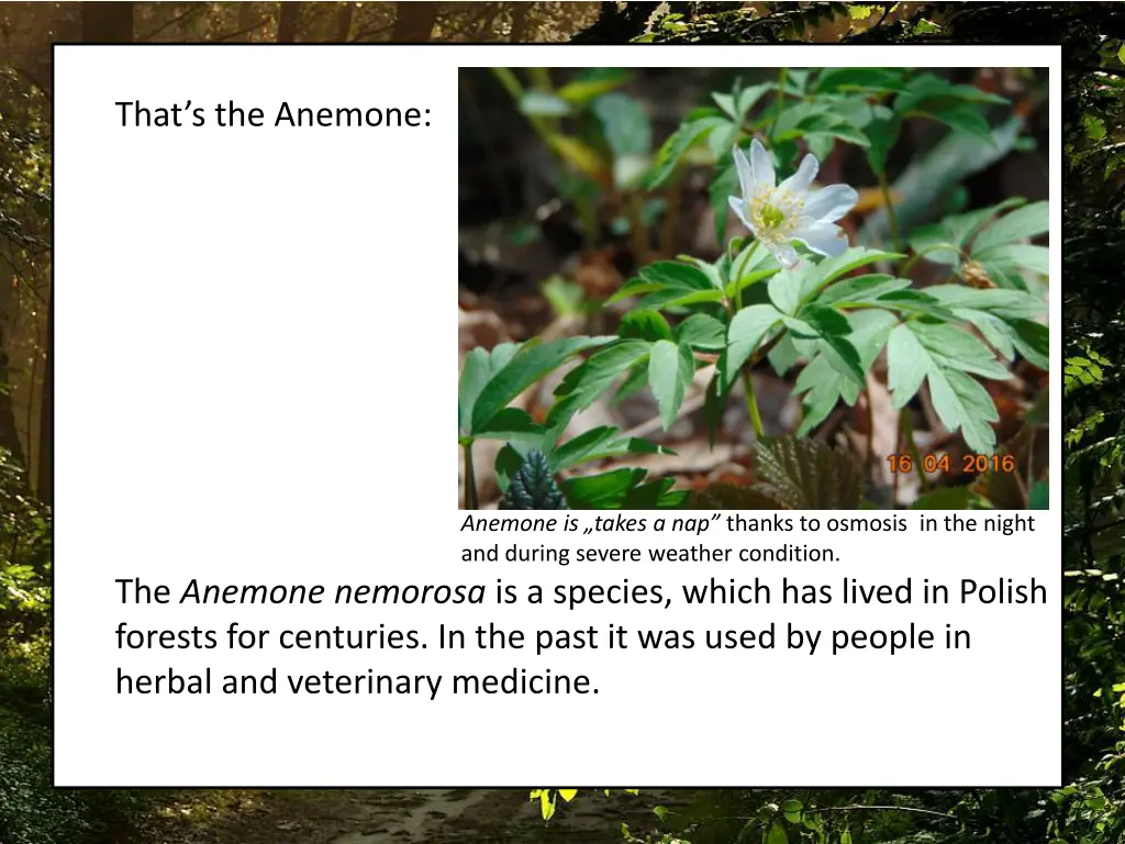 that s the anemone