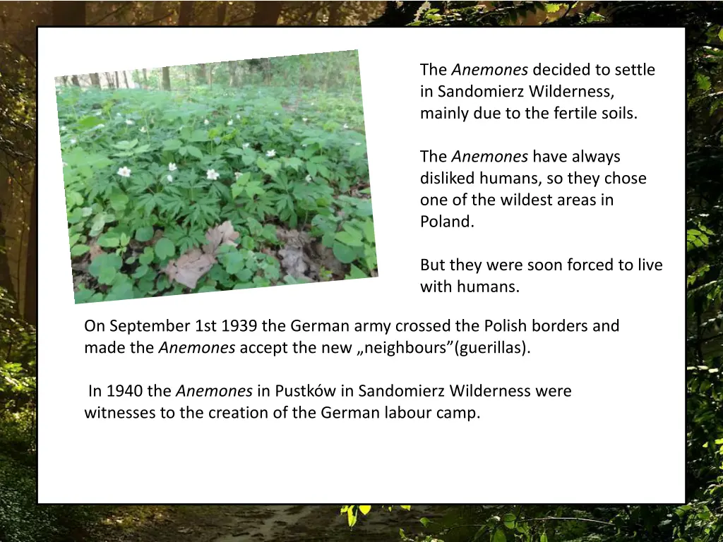 the anemones decided to settle in sandomierz