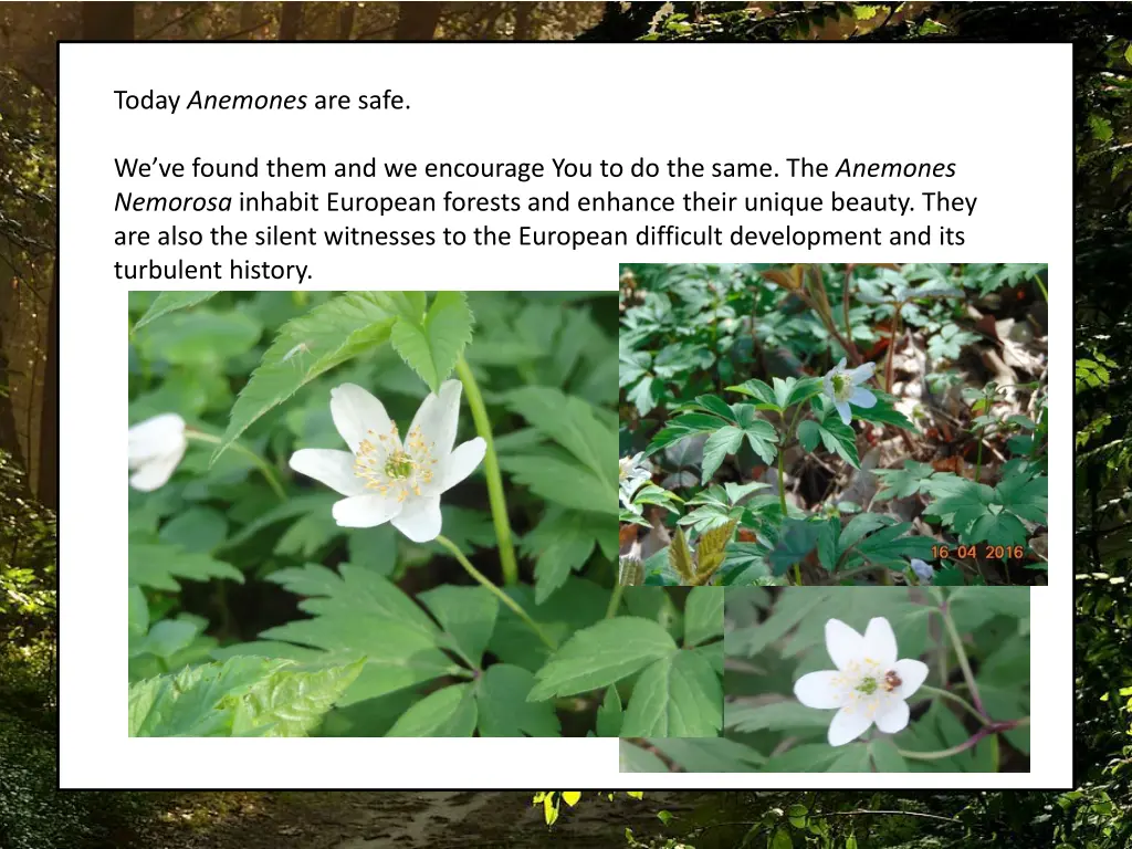 today anemones are safe