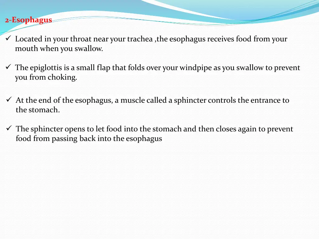 2 esophagus
