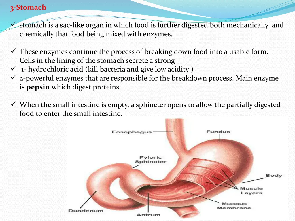 3 stomach