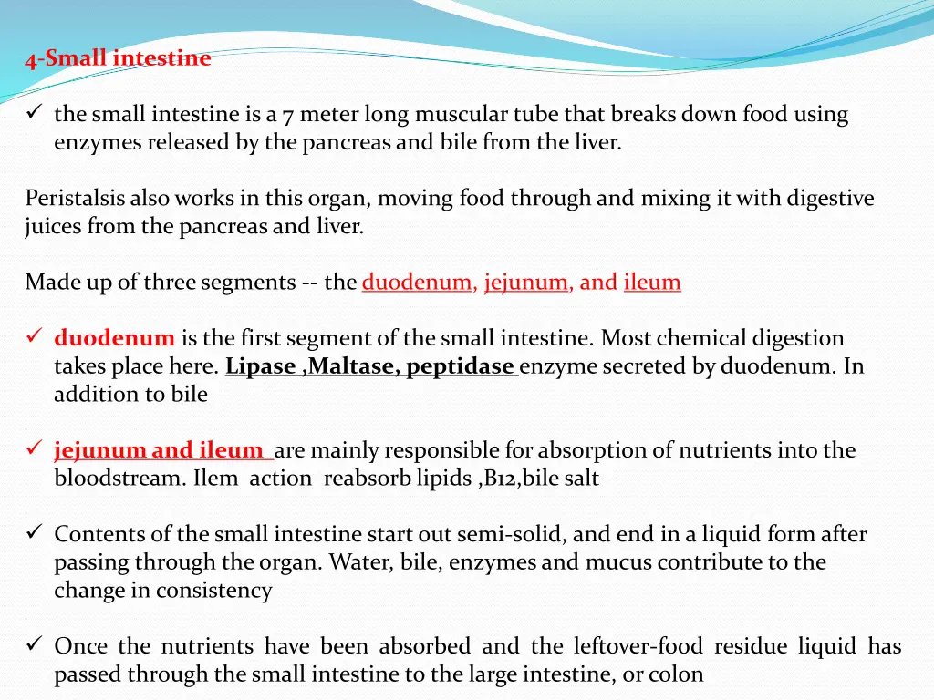 4 small intestine