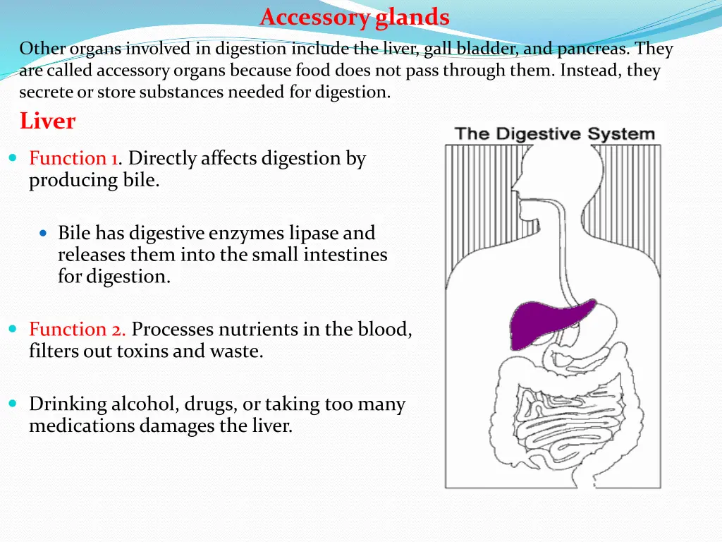 accessory glands