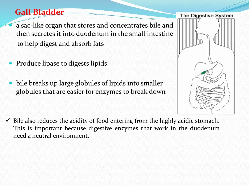 gall bladder