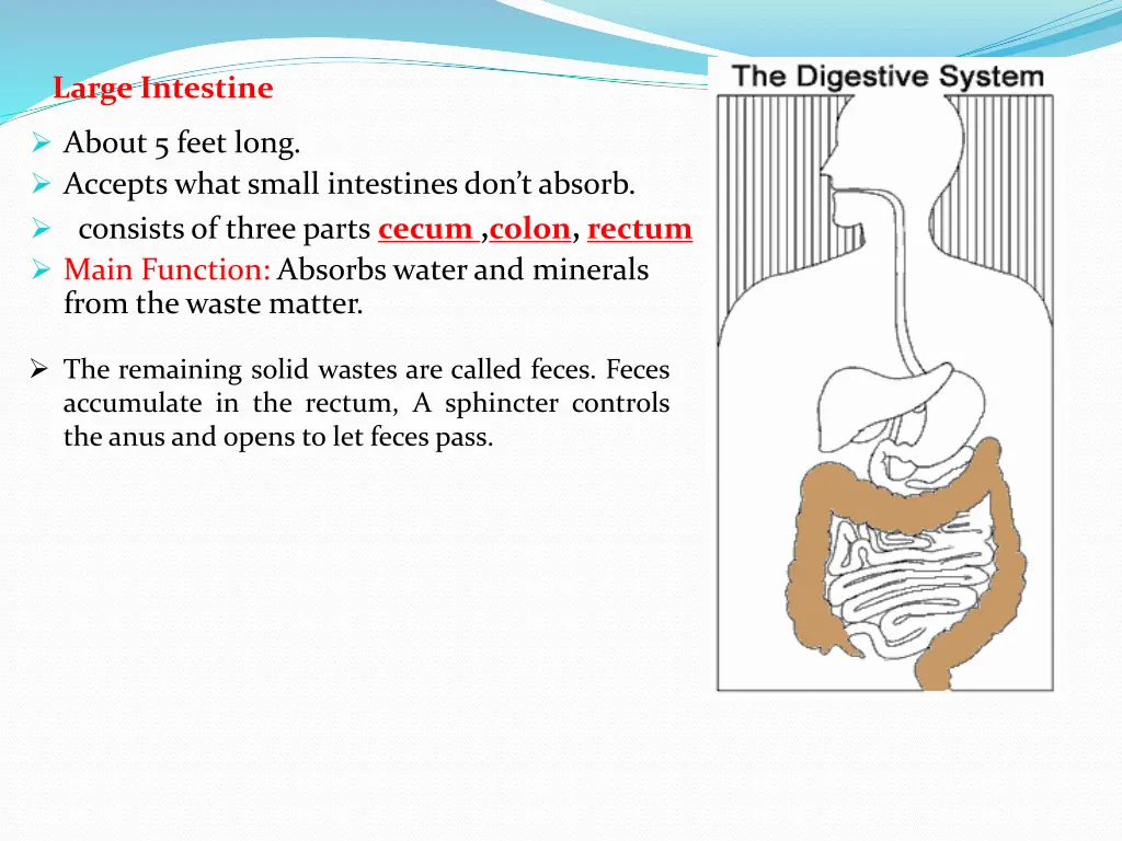 large intestine