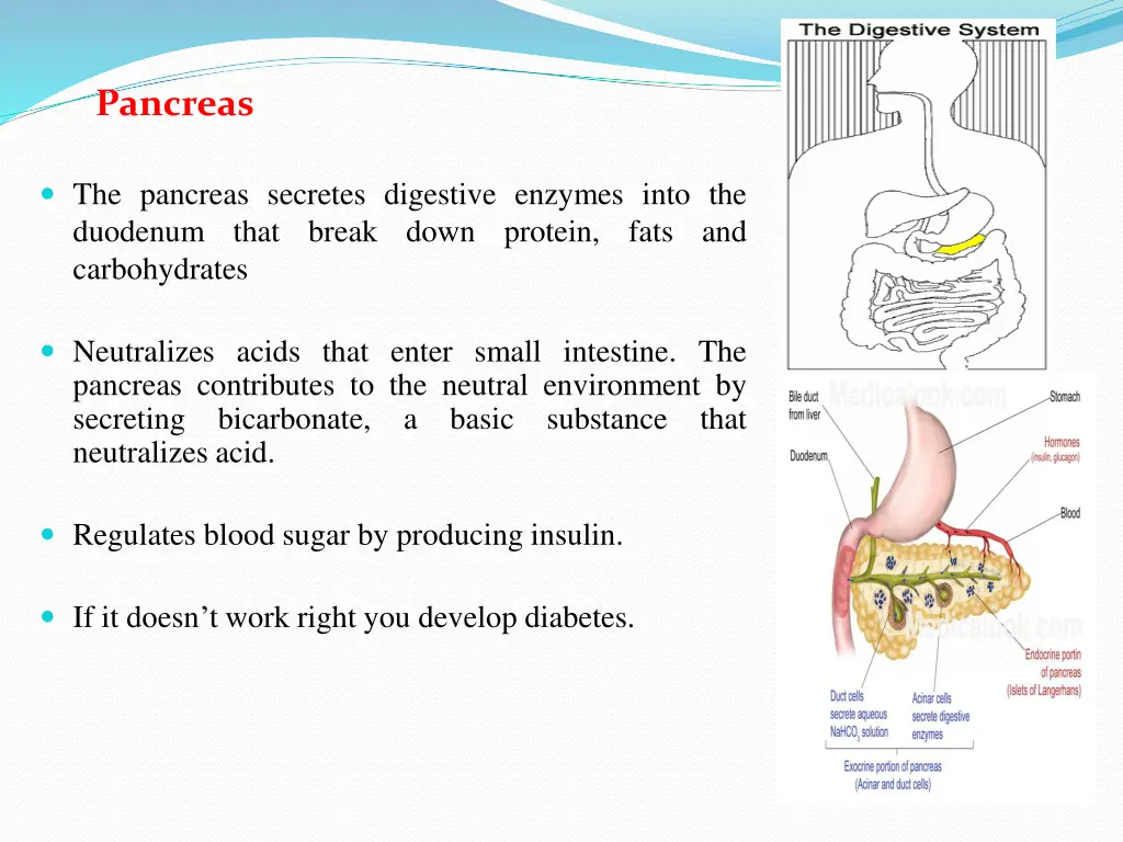 pancreas