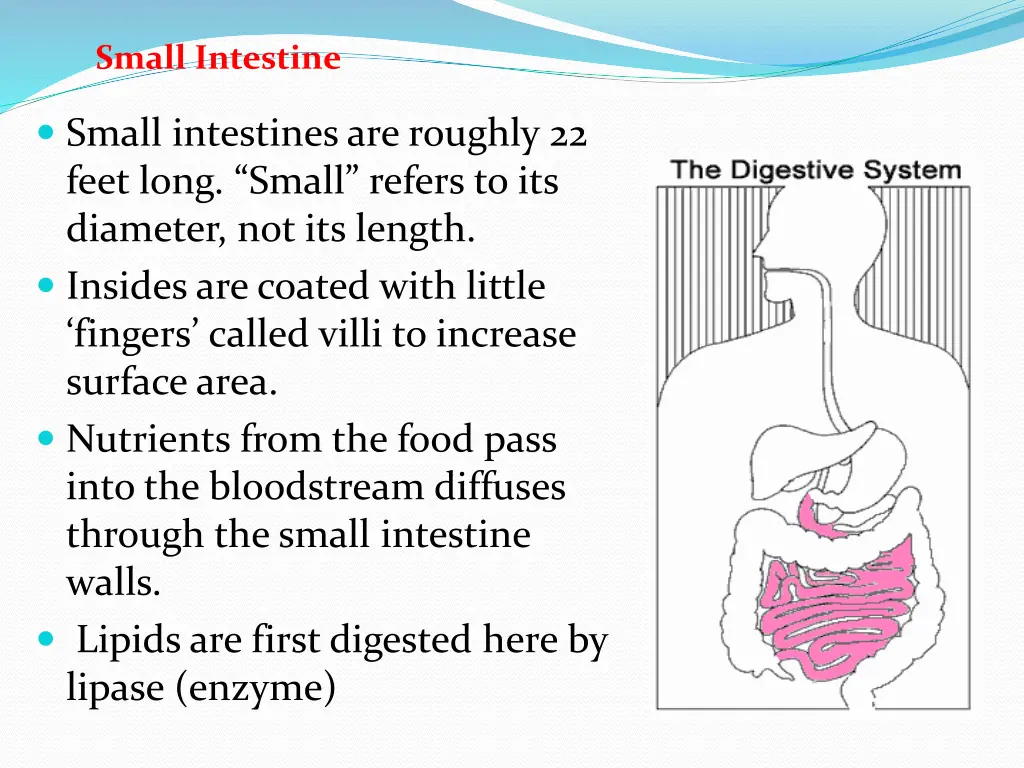 small intestine