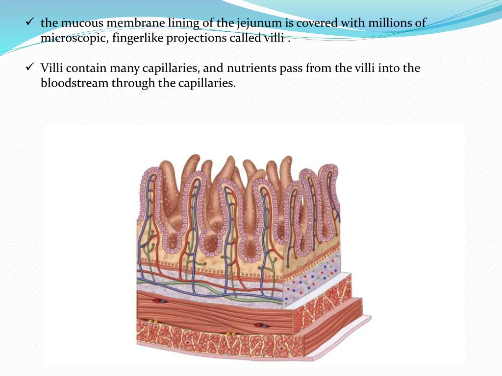 the mucous membrane lining of the jejunum