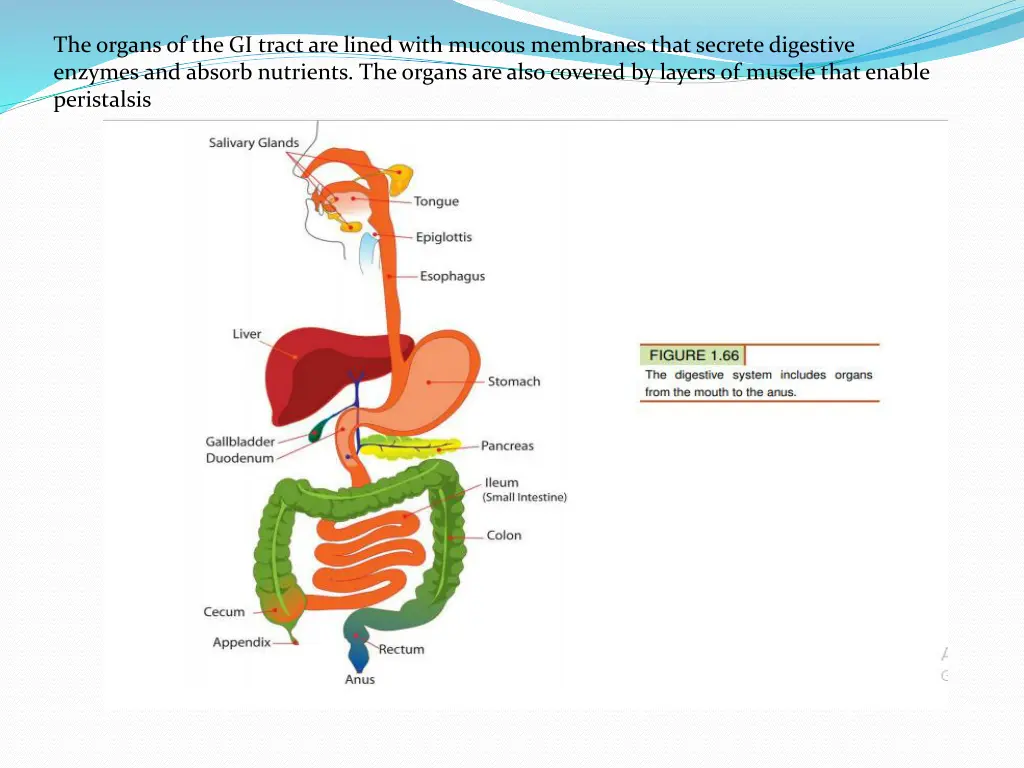 the organs of the gi tract are lined with mucous