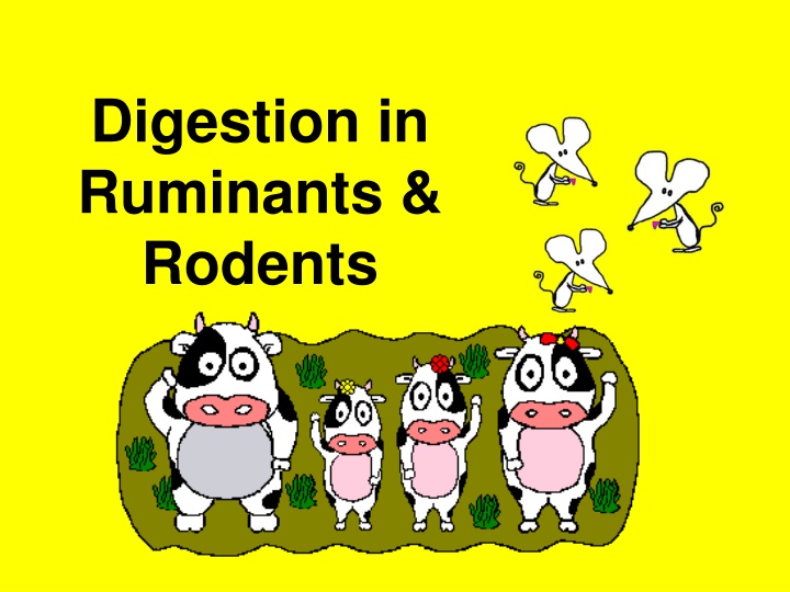 digestion in ruminants rodents