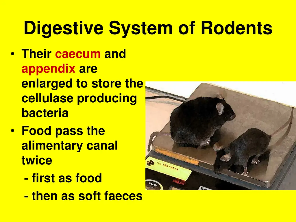 digestive system of rodents