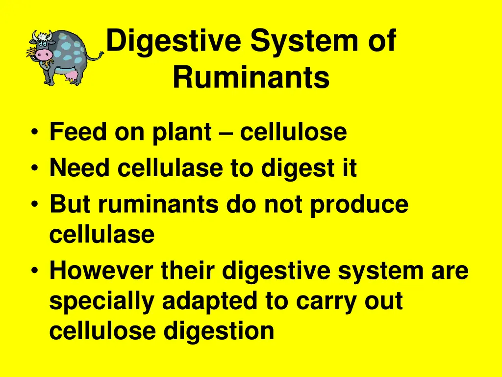 digestive system of ruminants