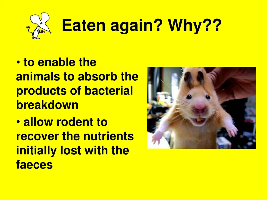 eaten again why
