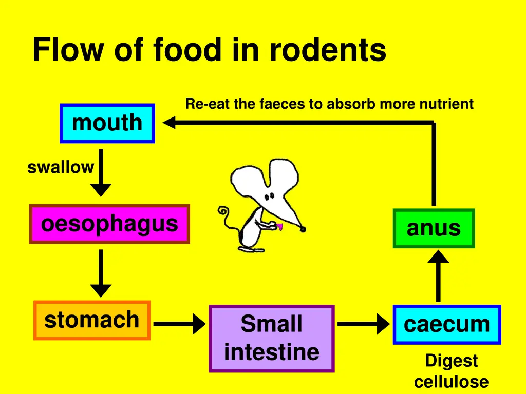 flow of food in rodents