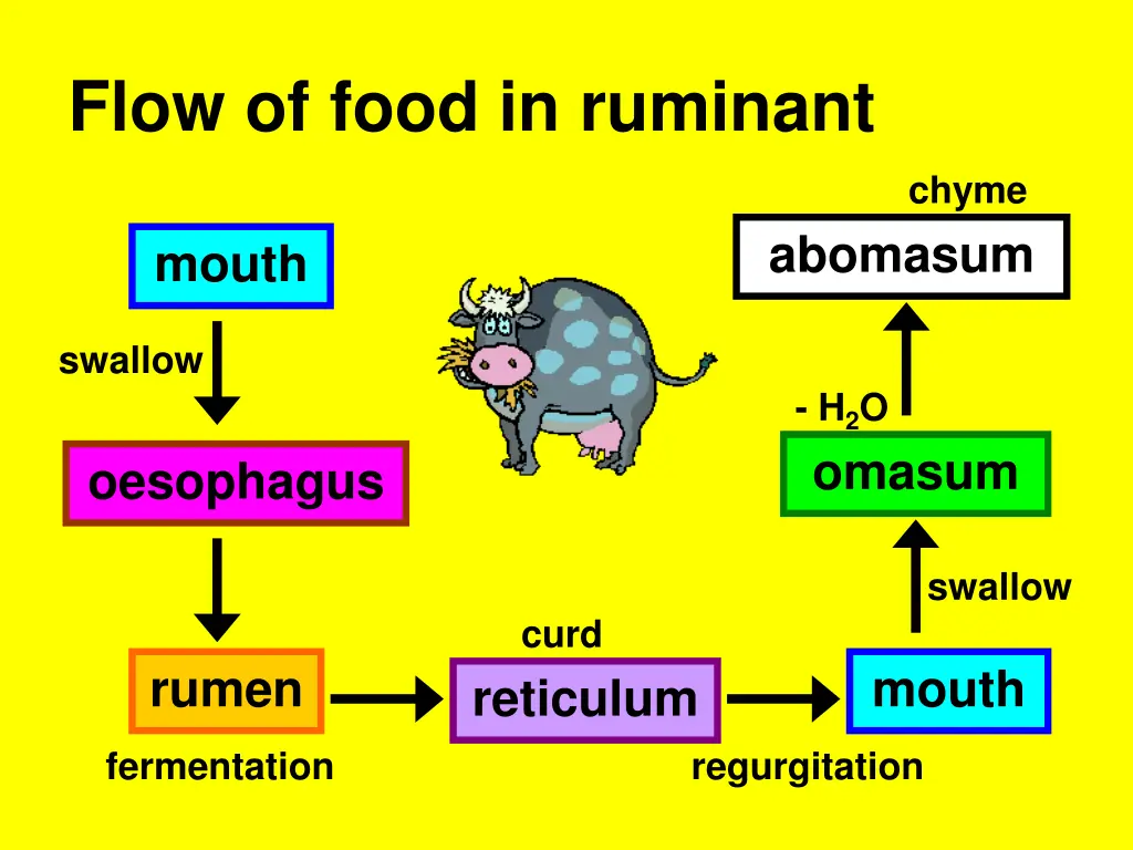 flow of food in ruminant