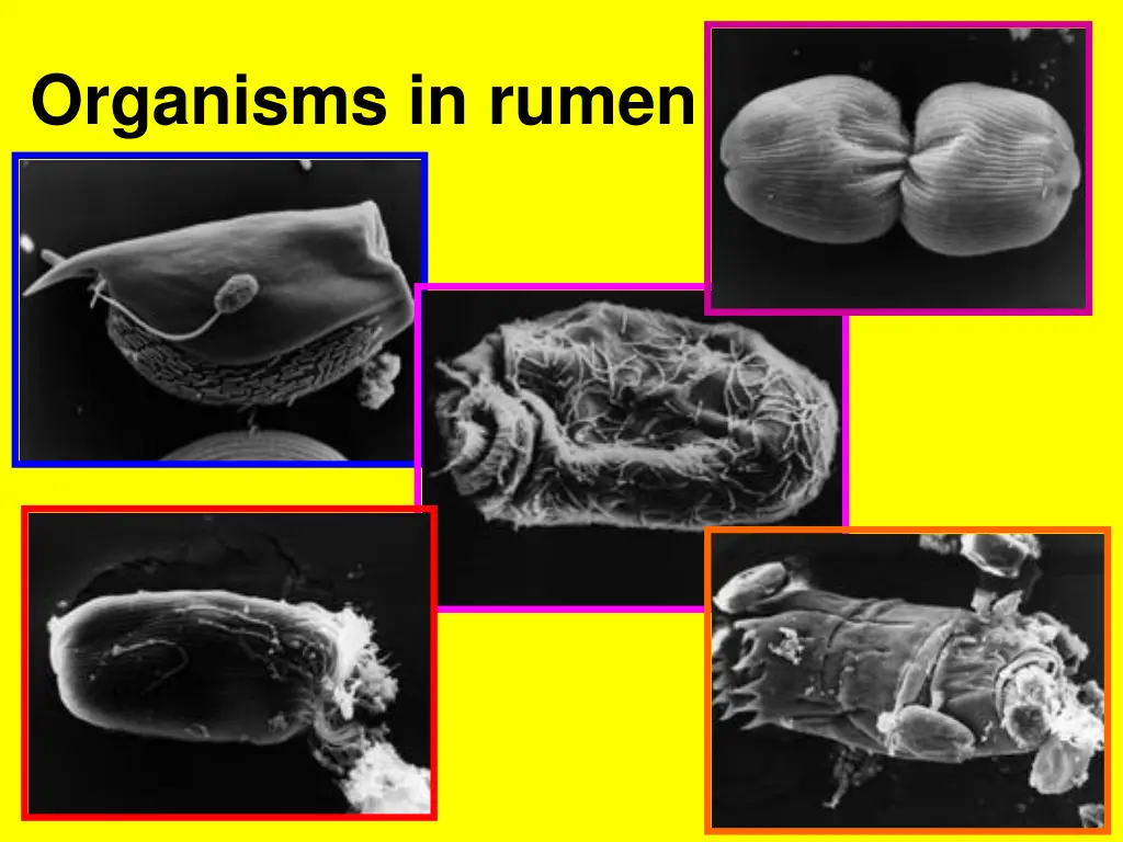 organisms in rumen