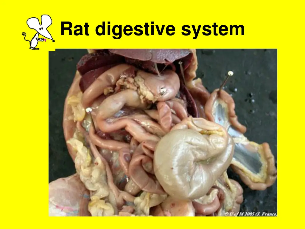 rat digestive system