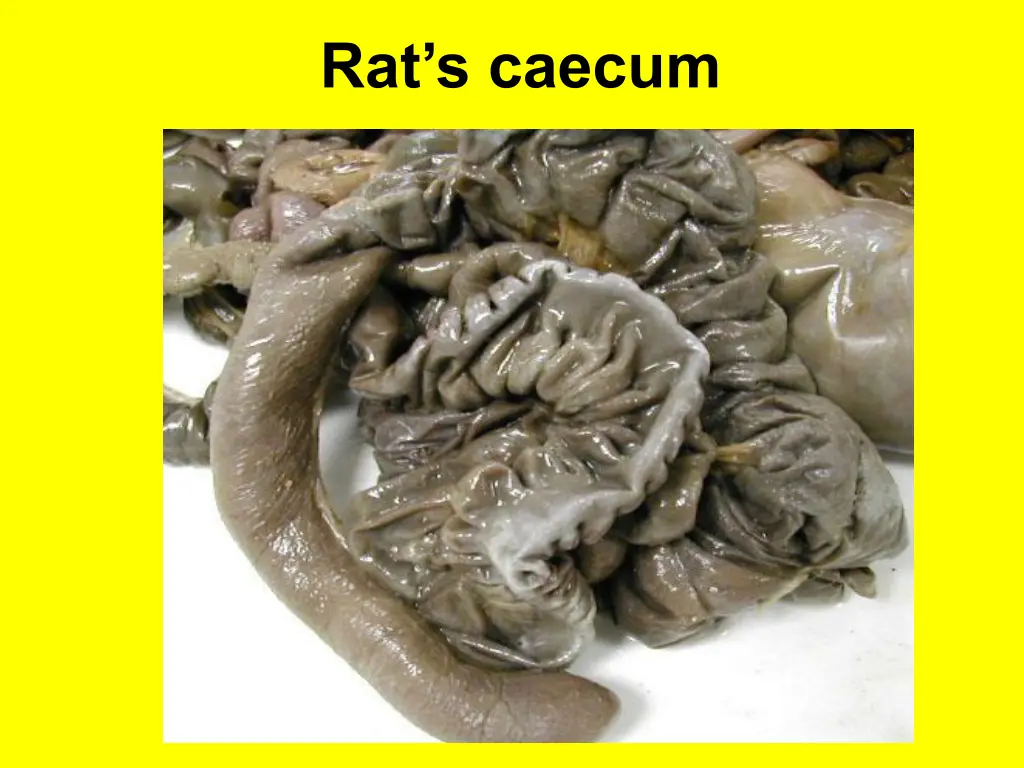 rat s caecum