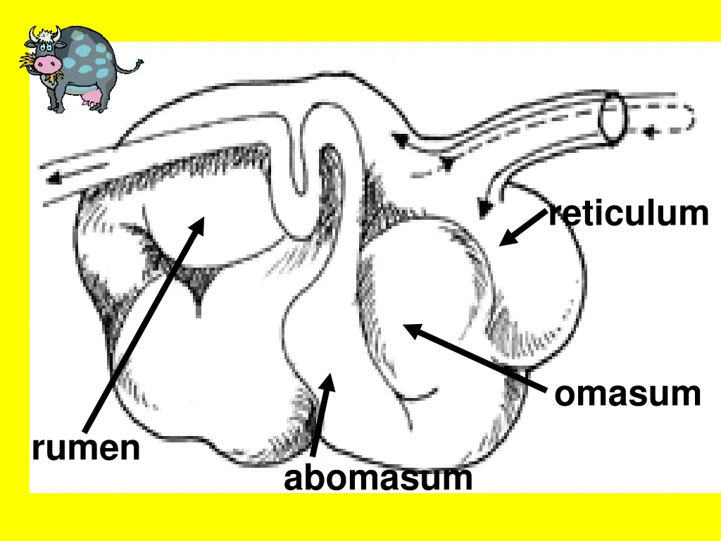 reticulum