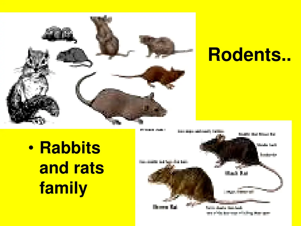 rodents