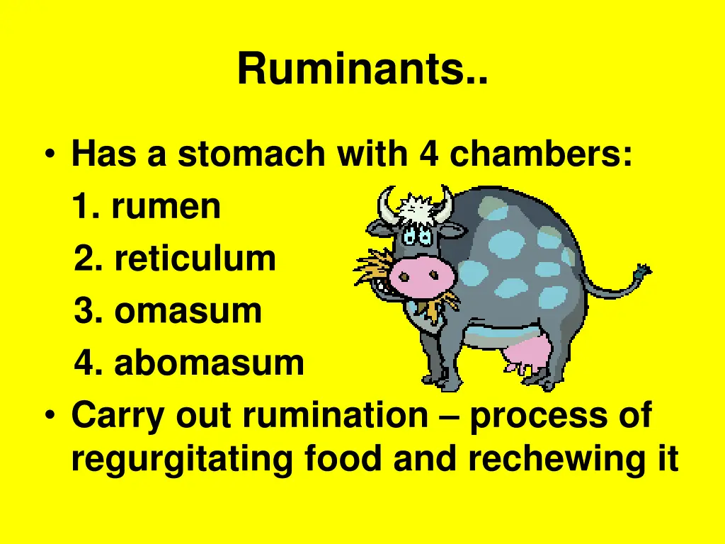 ruminants 1