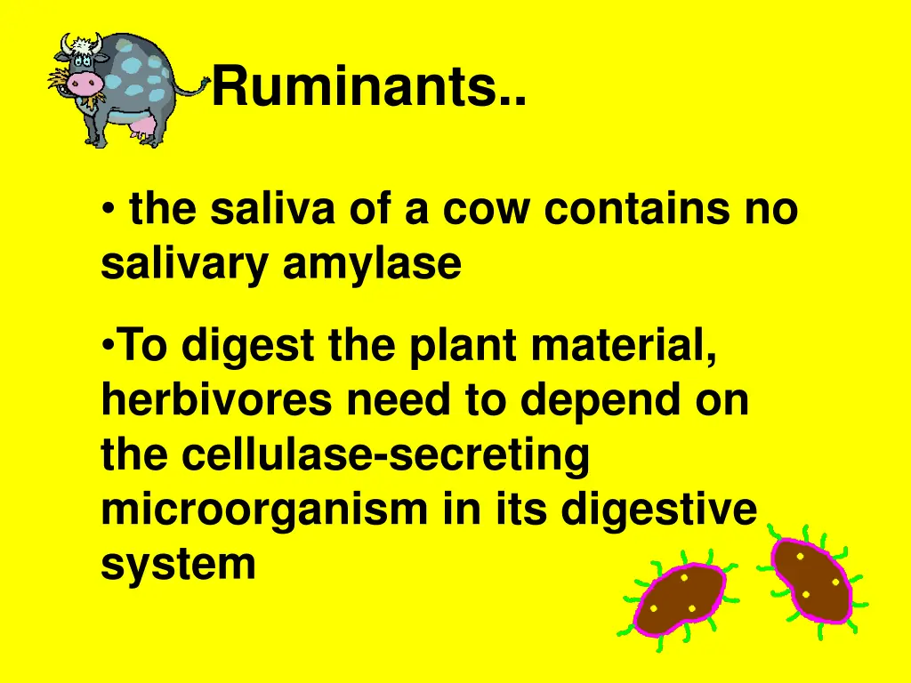 ruminants 2