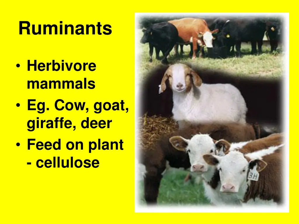 ruminants