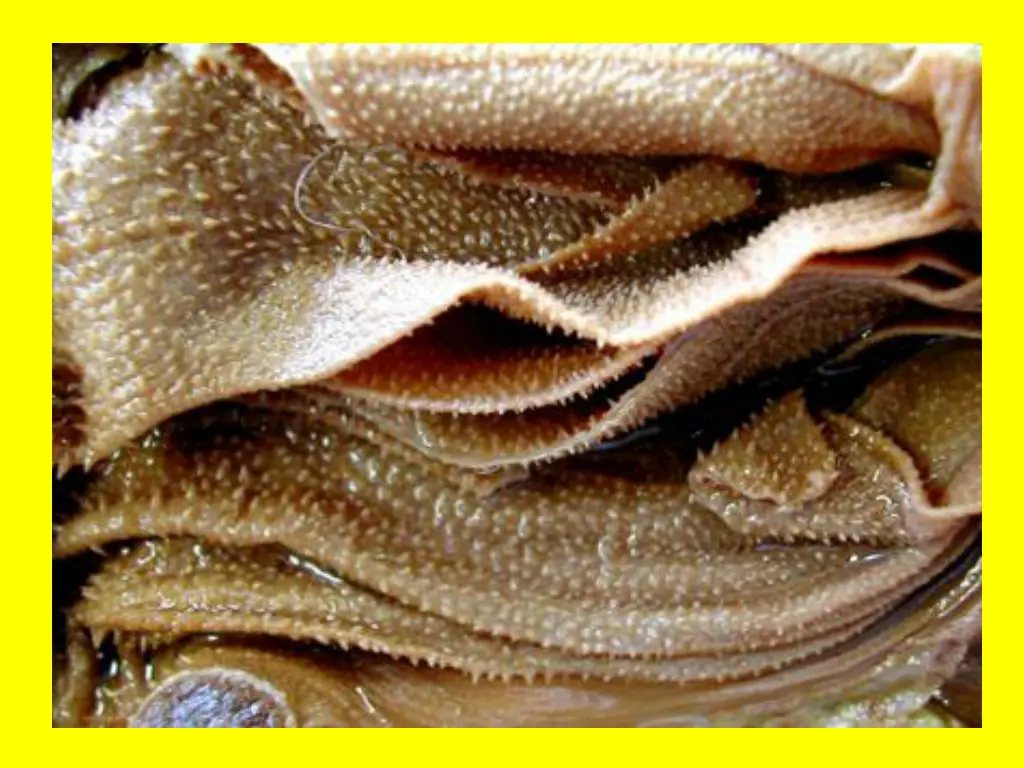 slide18