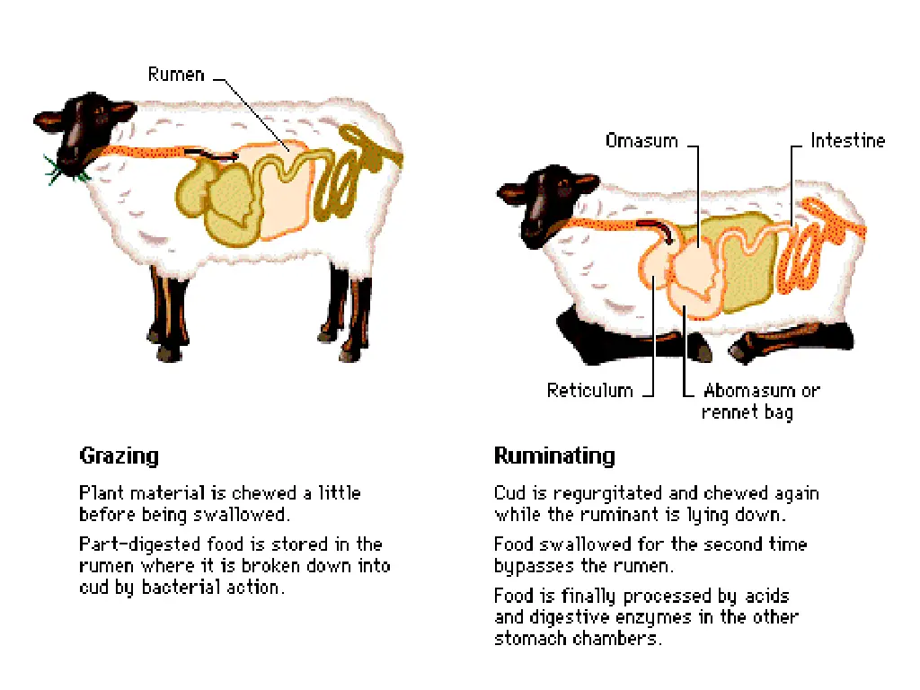 slide37