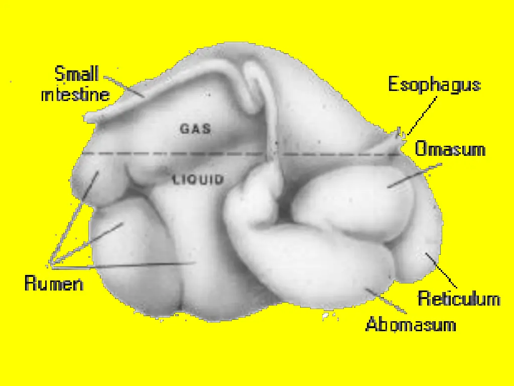slide7