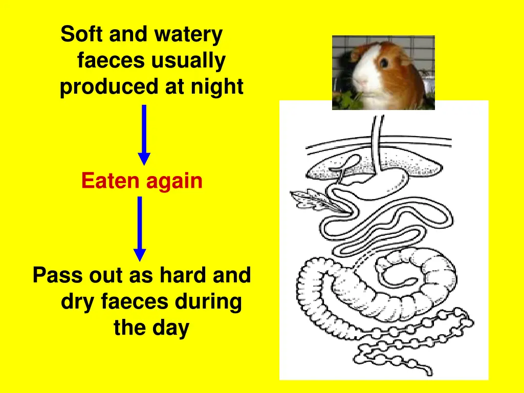 soft and watery faeces usually produced at night