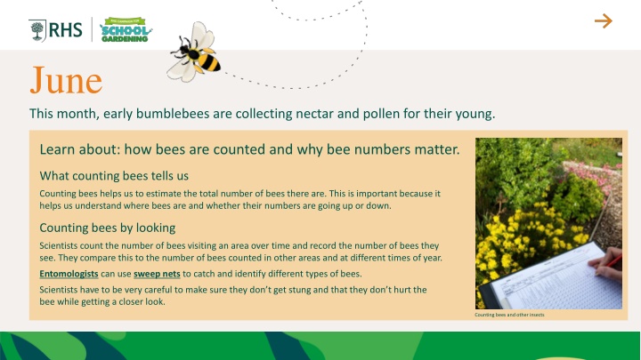 june this month early bumblebees are collecting