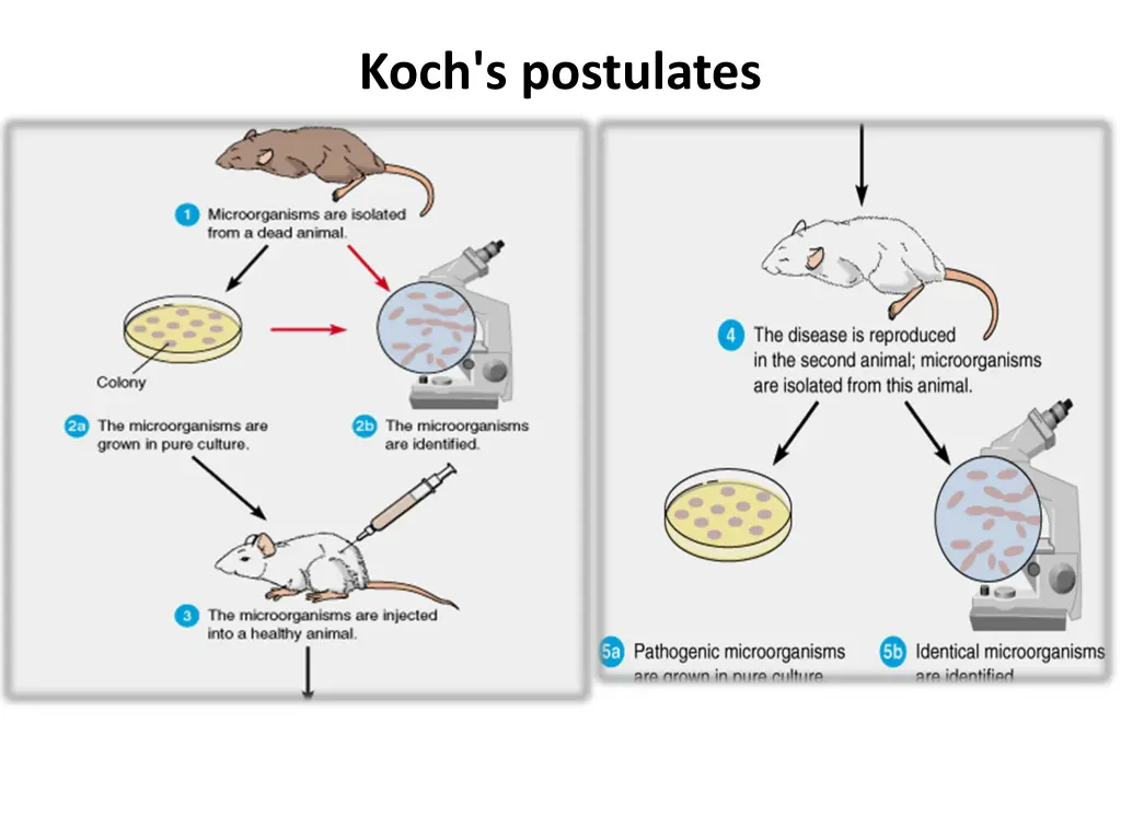 koch s postulates
