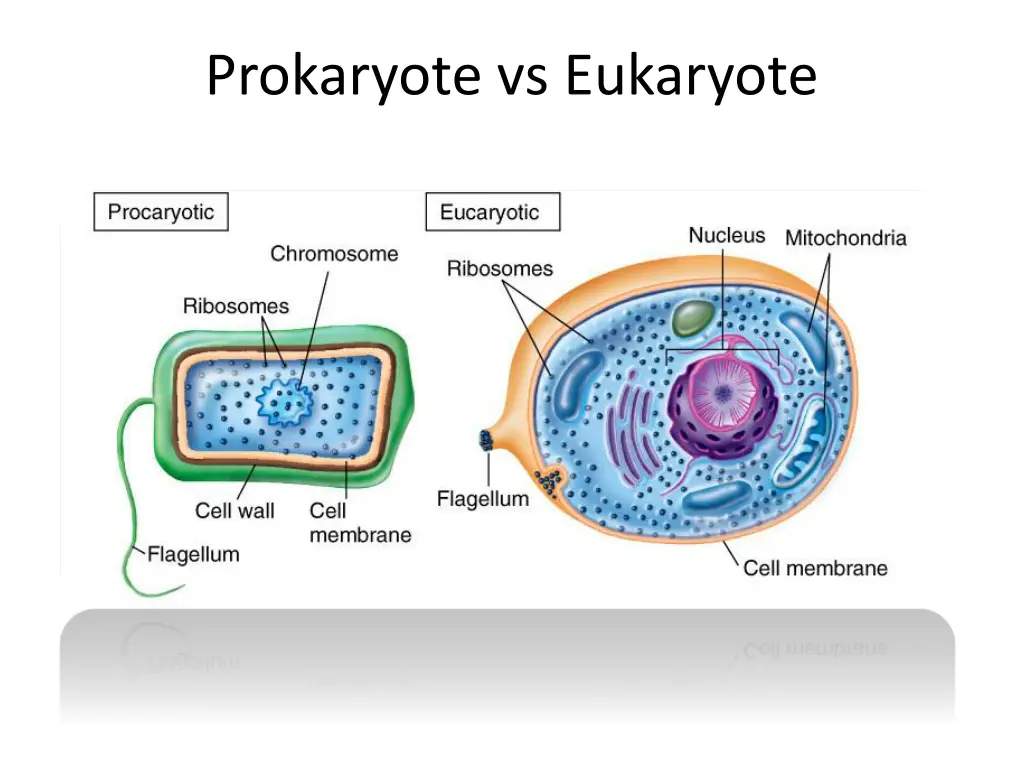 prokaryote vs eukaryote