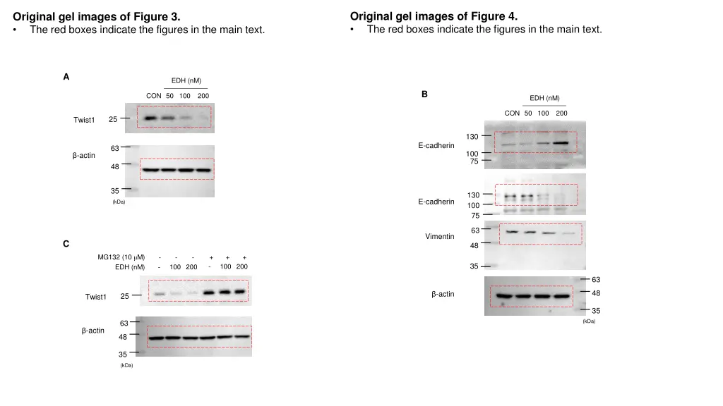 original gel images of figure 4 the red boxes