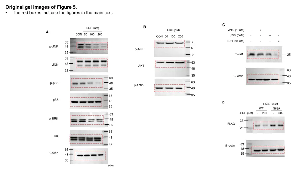 original gel images of figure 5 the red boxes