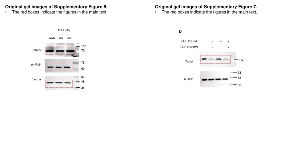 original gel images of supplementary figure 1