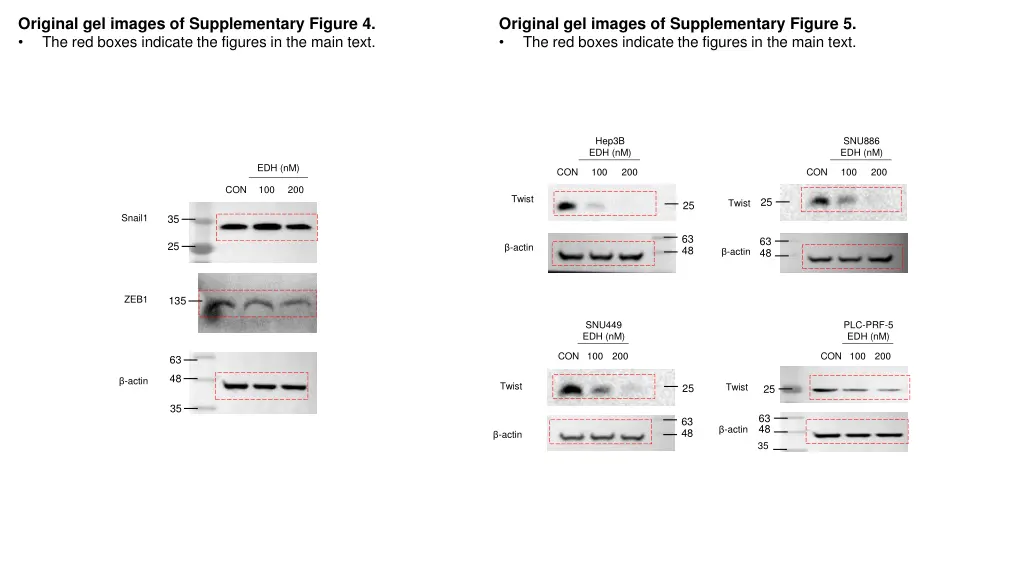 original gel images of supplementary figure