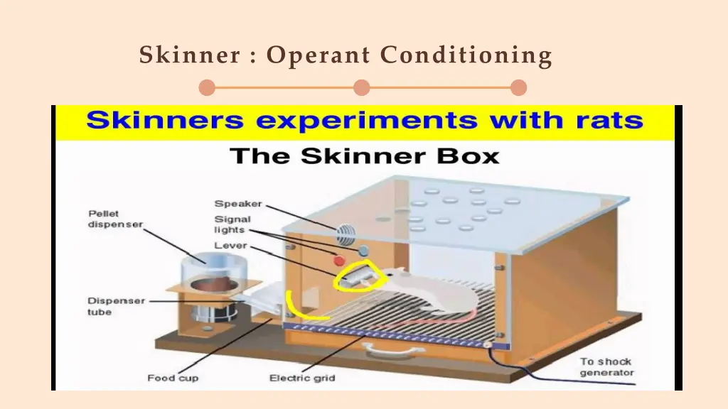 skinner operant conditioning
