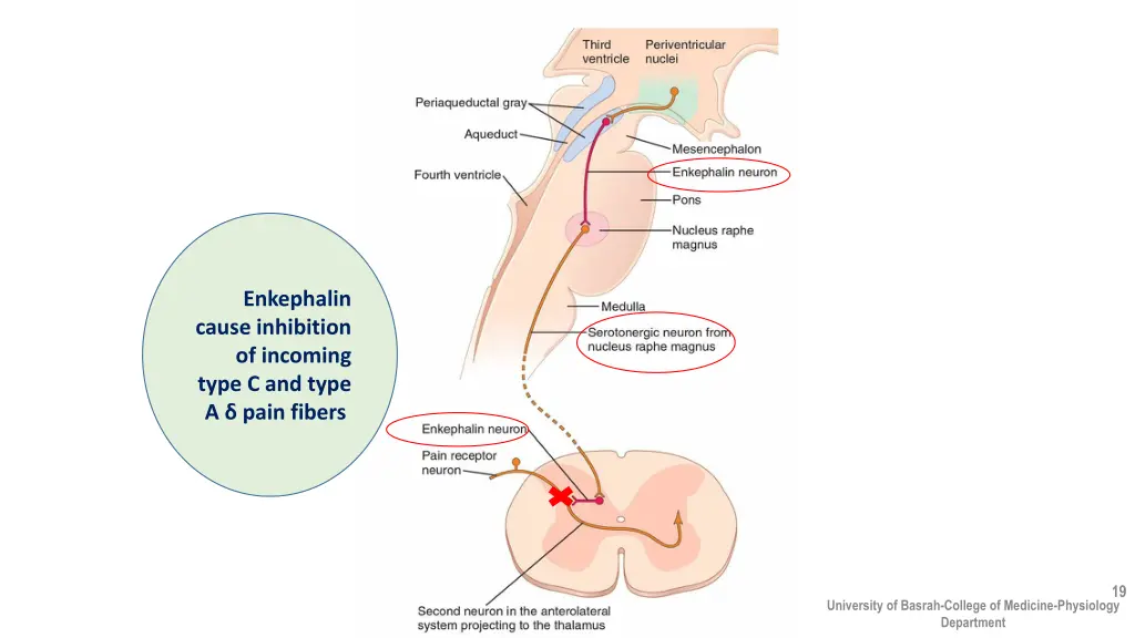 enkephalin cause inhibition of incoming type
